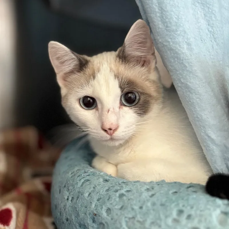 An adult small-sized female White Domestic Short Hair cat named Misty for adoption in Nashville, IN