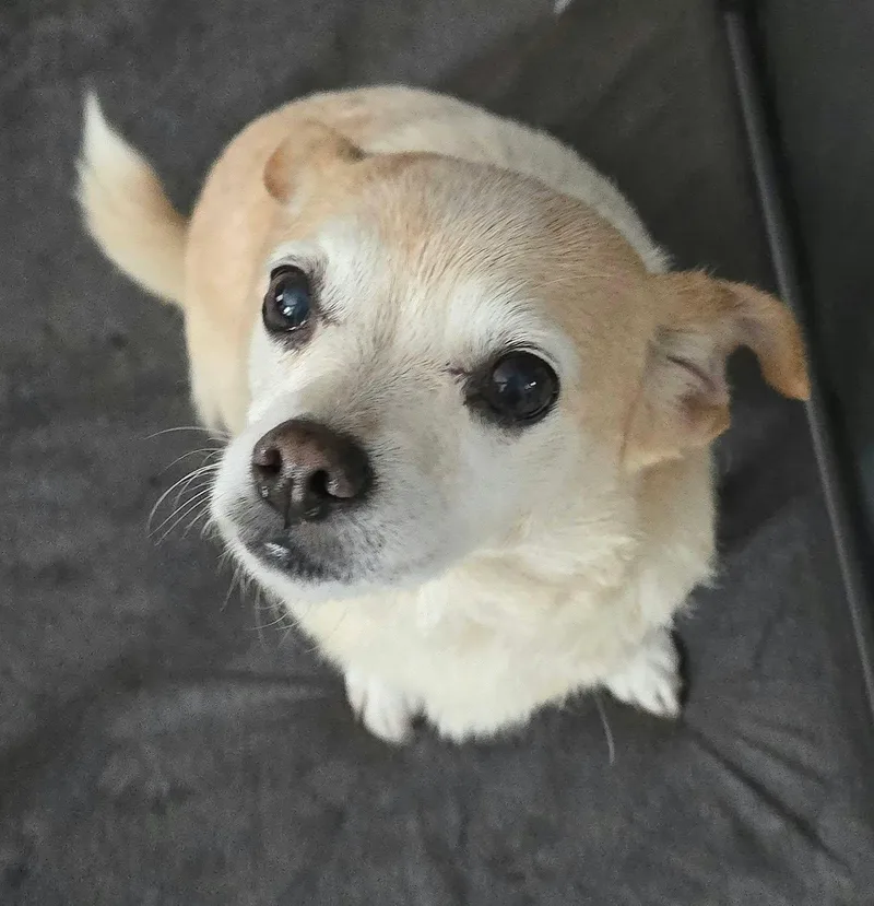A senior small-sized female Chihuahua dog named Rosemary for adoption in Newport, TN