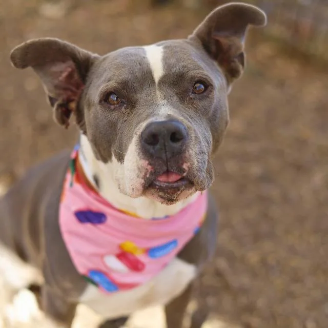 A young medium-sized female American Staffordshire Terrier dog named Olive for adoption in San Antonio, TX