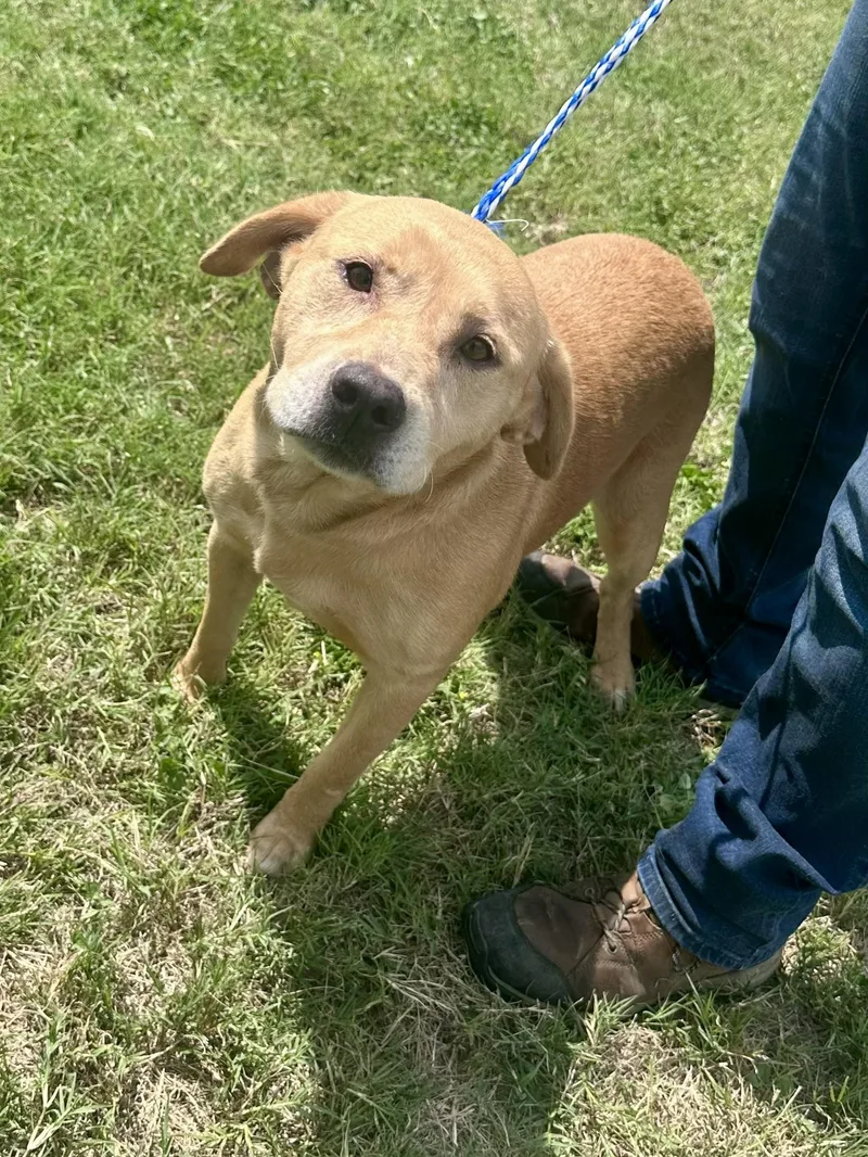 An adult medium-sized female Mixed Breed dog named Kashi for adoption in Edna, TX