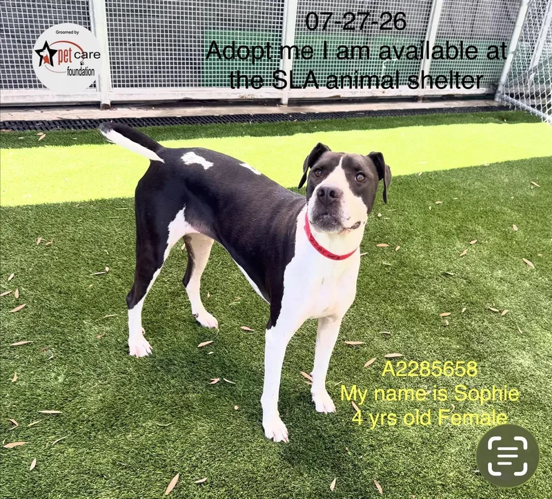 An adult large-sized female Pit Bull Terrier dog named Sophie for adoption in Los Angeles, CA