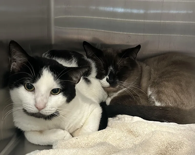 A young large-sized male Domestic Short Hair cat named Sunny for adoption in Grand Rapids, MI