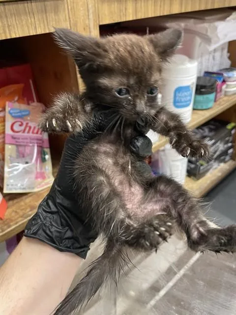 A baby small-sized female Domestic Short Hair cat named Ebony for adoption in Stockton, CA