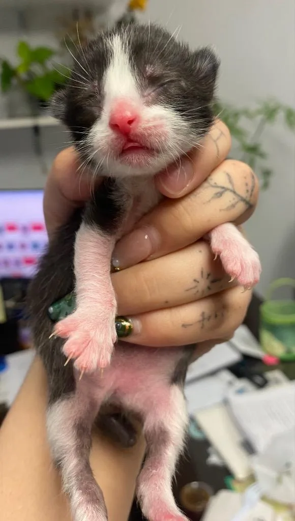 A baby small-sized female Domestic Short Hair cat named Comet for adoption in Lockhart, TX