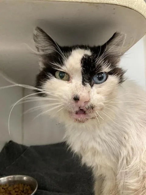 A senior large-sized male Domestic Short Hair cat named Porkrind for adoption in Long Beach, CA