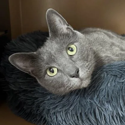 An adult large-sized male Domestic Short Hair cat named Cash $ for adoption in Seneca, SC