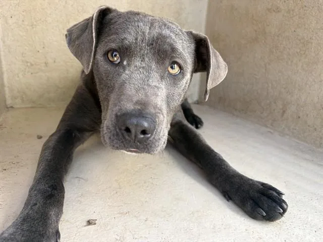 A young medium-sized male Pit Bull Terrier dog named Booker for adoption in Oklahoma City, OK