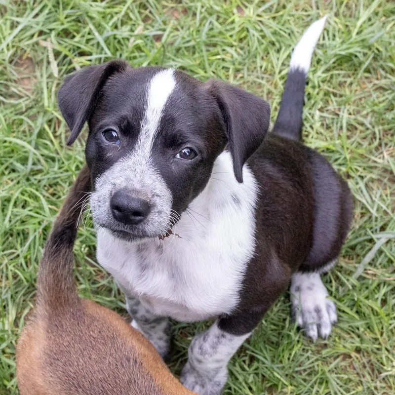 A baby medium-sized male White / Cream Labrador Retriever dog named PicklesAvail for adoption in West Grove, PA