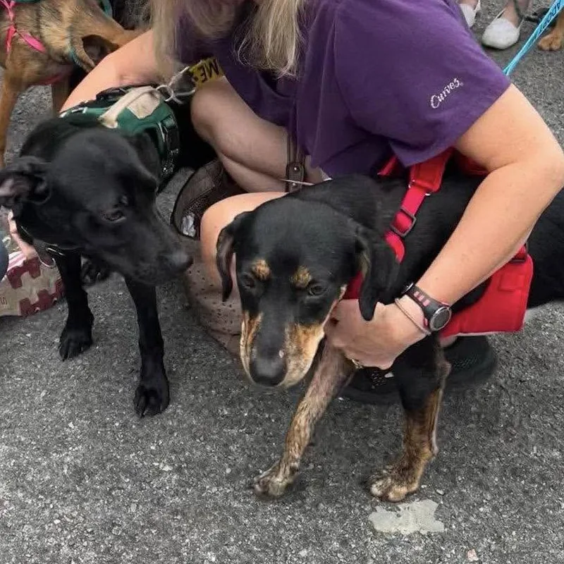A young medium-sized male Hound dog named Forest for adoption in Hillsborough , NC