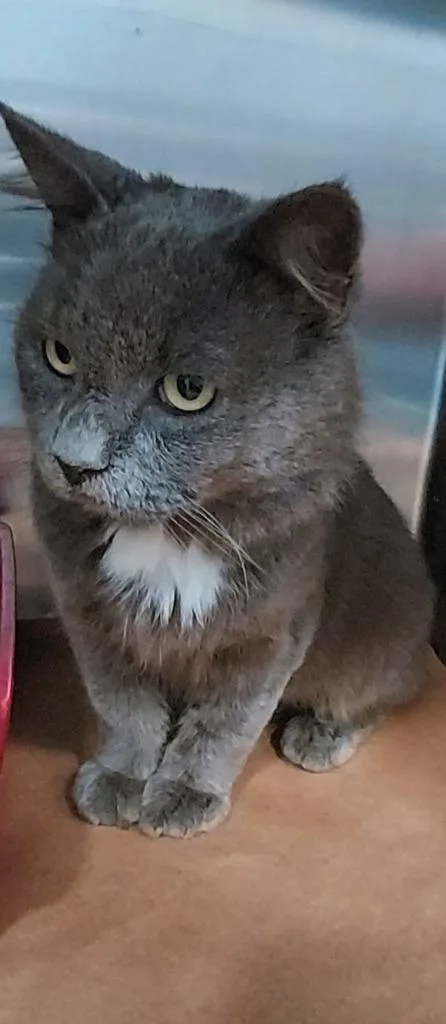 A young large-sized male Domestic Medium Hair cat named Hank for adoption in Cartersville , GA