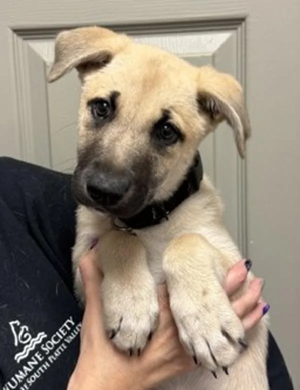 A baby medium-sized female Shepherd dog named Chai for adoption in Littleton, CO
