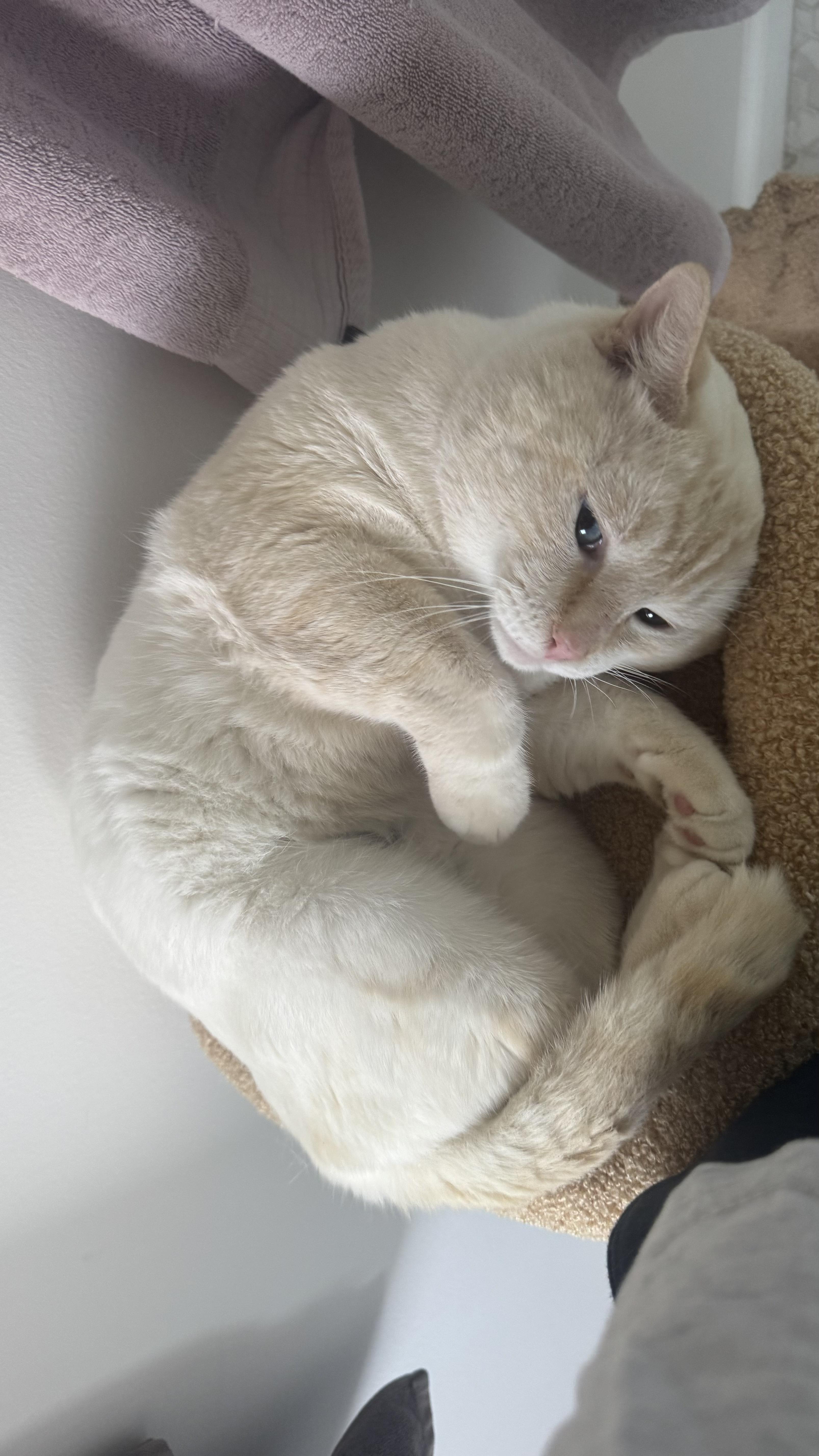 An adult large-sized male Cream Point Siamese cat named Ocean for adoption in Beverly Hills, CA