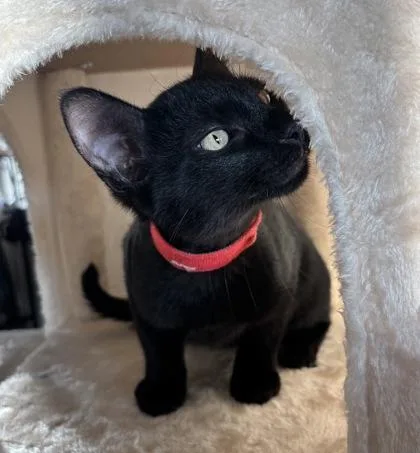A baby small-sized male Domestic Short Hair cat named Macaroni for adoption in Fort Worth, TX