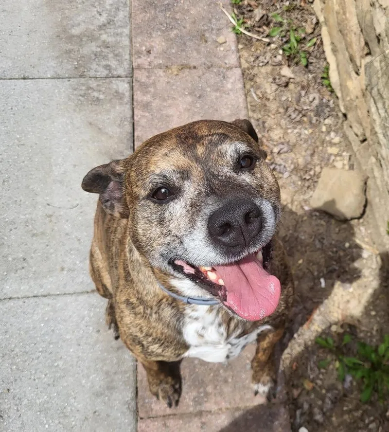 An adult medium-sized male Brindle Pit Bull Terrier dog named Fig for adoption in Irwin, PA