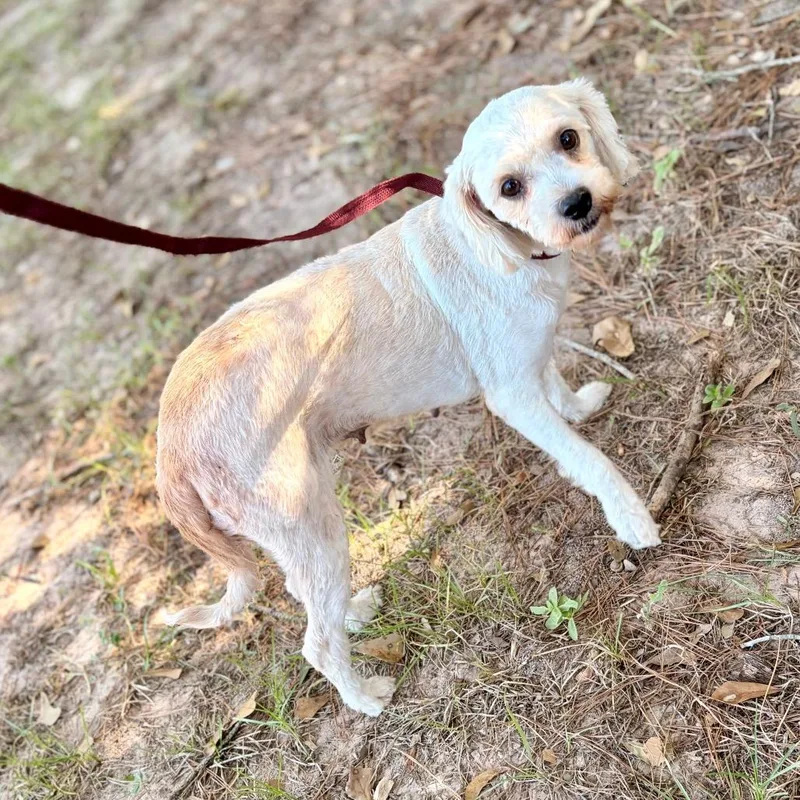 An adult small-sized female White / Cream Maltese dog named Sophie Belle for adoption in Houston, TX