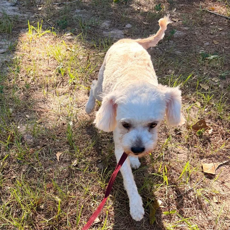 Sophie Belle thumbnail 3