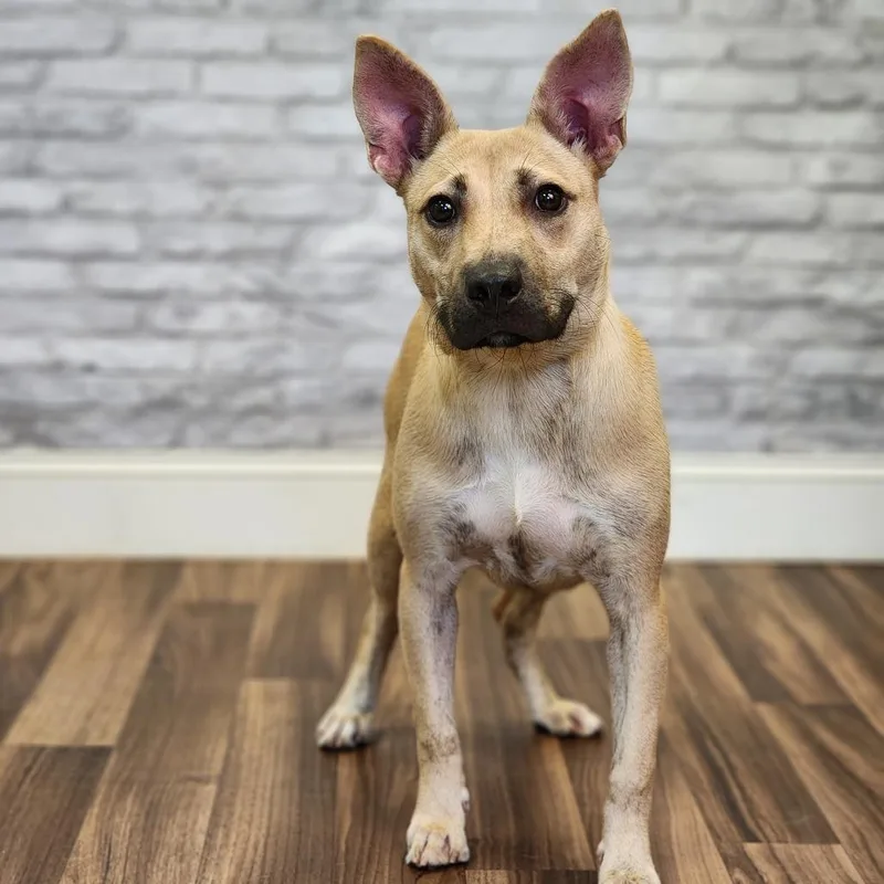 A young medium-sized female Shepherd dog named Emma for adoption in Montgomery, AL