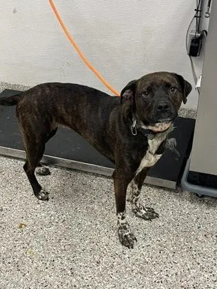 An adult large-sized female Terrier dog named Cookie for adoption in Gastonia, NC
