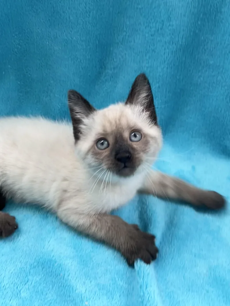 A baby medium-sized male Chocolate Point Siamese cat named Bigs for adoption in Greensboro, NC