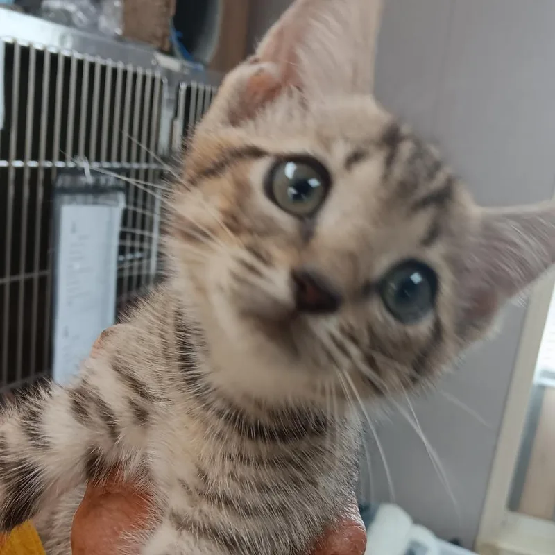 Peaches