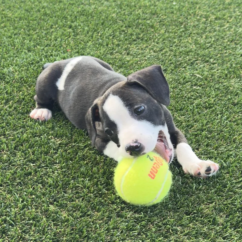 A baby small-sized female Black Mixed Breed dog named Snorkel for adoption in Bradenton, FL