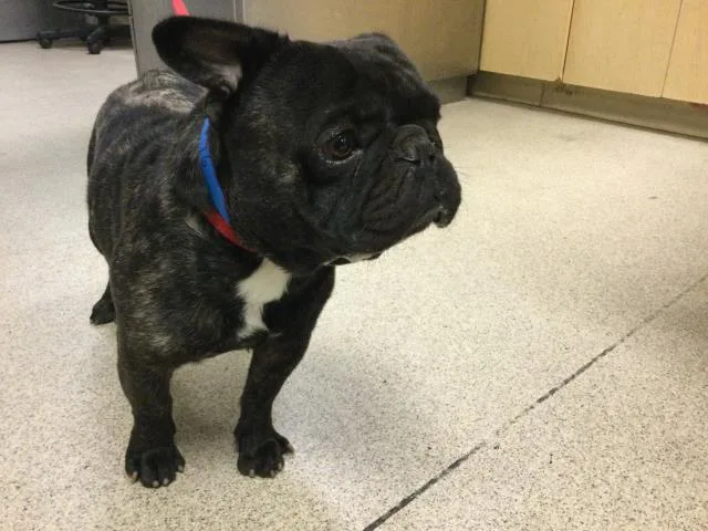 Chico