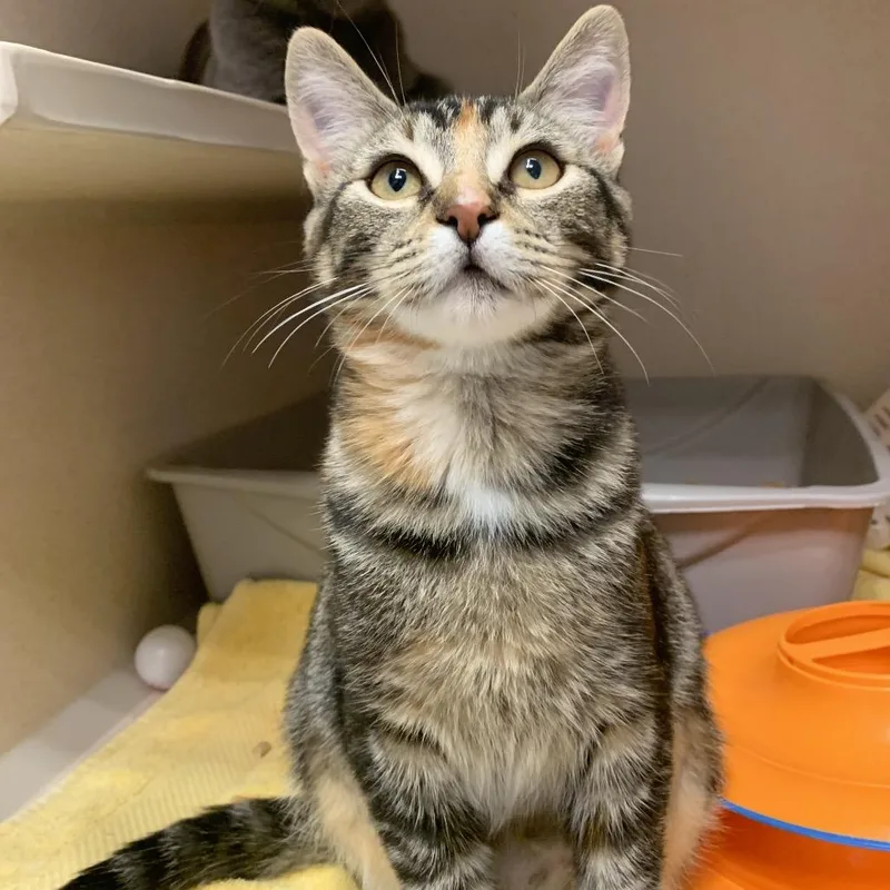 A baby medium-sized female Torbie Domestic Short Hair cat named Amber for adoption in Redwood City, CA