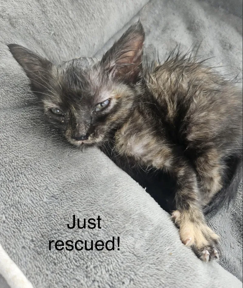 Juliet Torti P. thumbnail 2