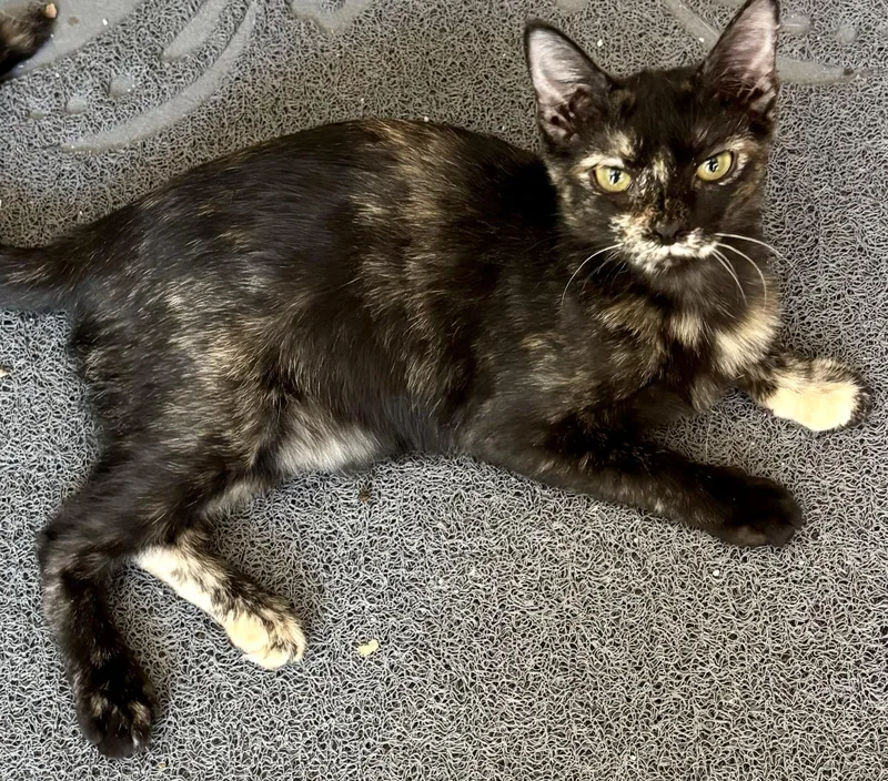 Juliet Torti P. thumbnail 3
