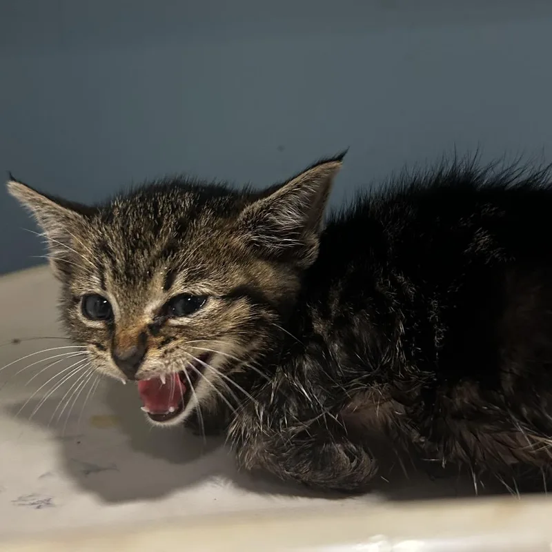A baby small-sized male Brown / Chocolate Domestic Short Hair cat named Polyester for adoption in Chattanooga, TN