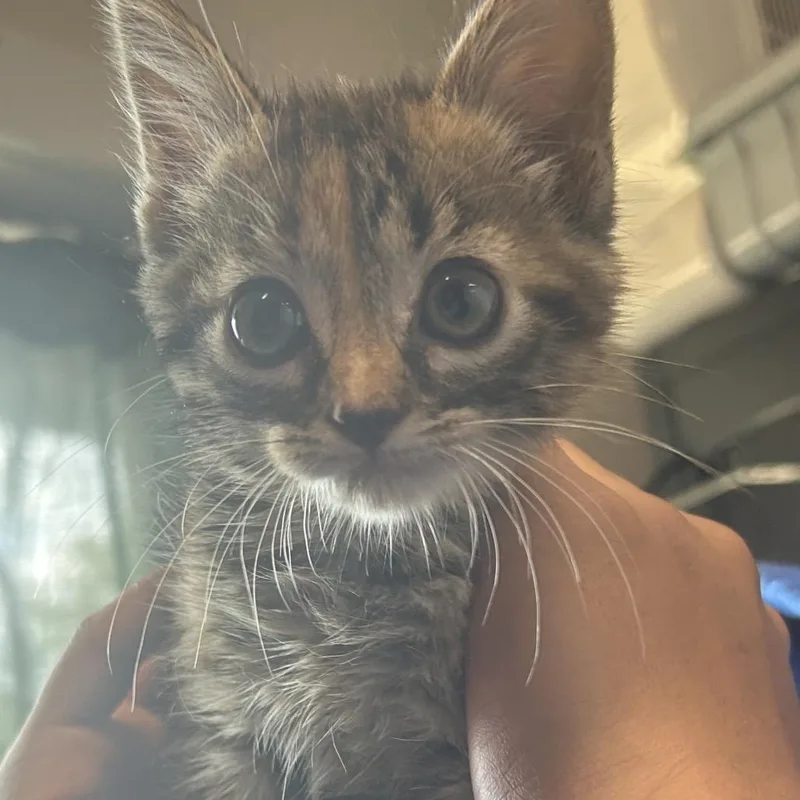 A baby small-sized female Torbie Domestic Short Hair cat named Bitty for adoption in Eureka Springs, AR