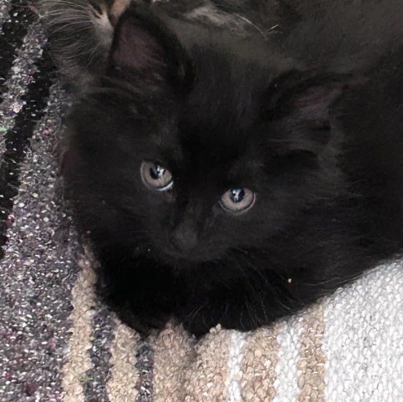 A baby medium-sized male Black Domestic Long Hair cat named Francesca for adoption in Yardley, PA
