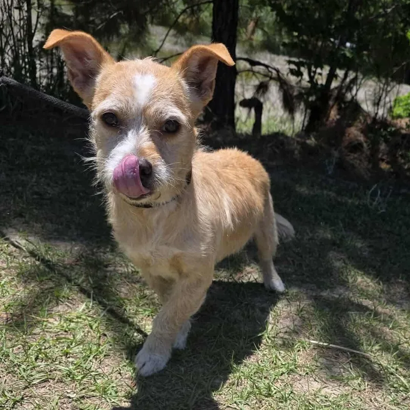 A young small-sized female Apricot / Beige Terrier dog named Sunkist for adoption in Foley, AL