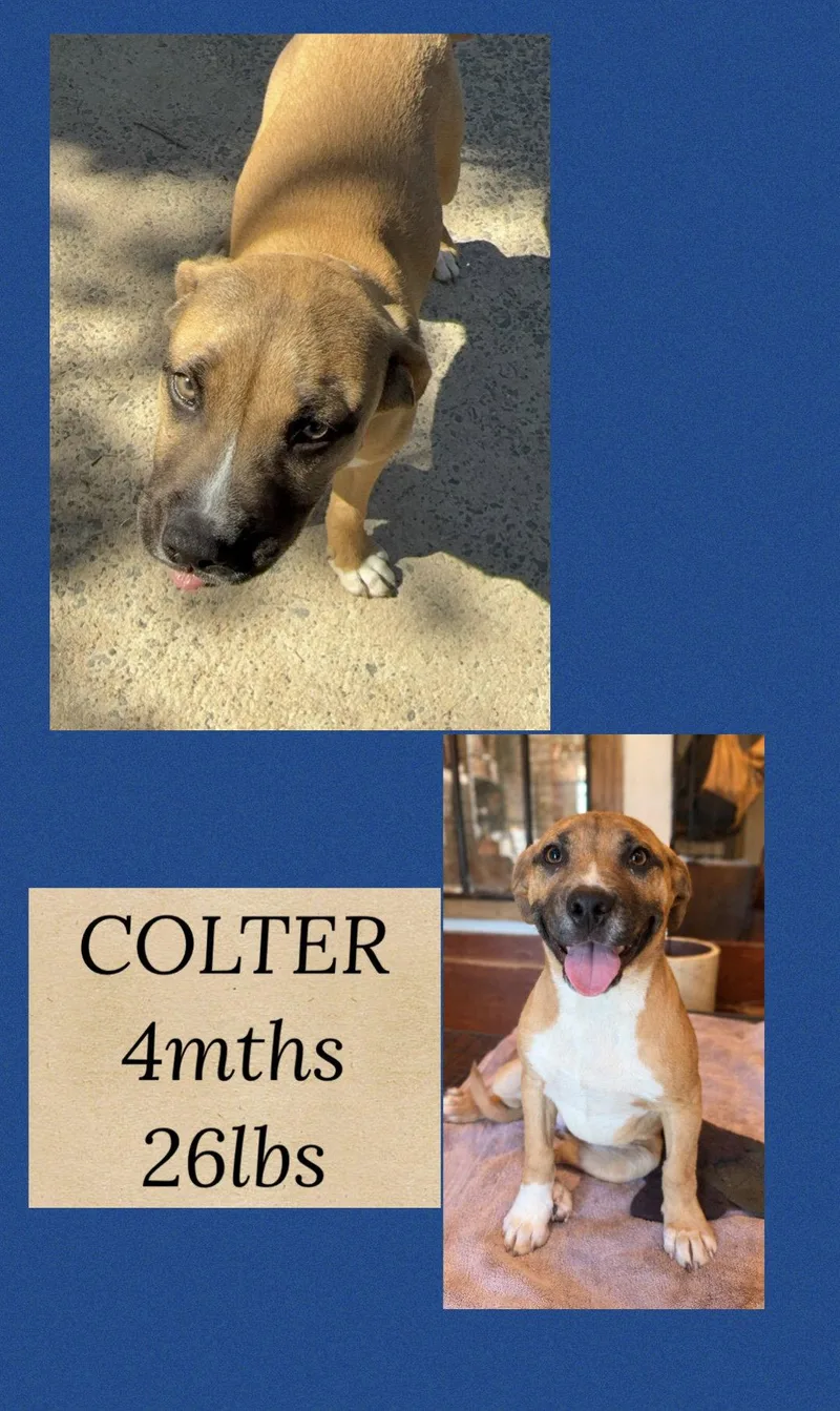 A young medium-sized male Terrier dog named Colter for adoption in Holbrook, NY