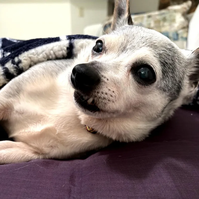 A senior small-sized male White / Cream Chihuahua dog named Mojo for adoption in Durham, NC