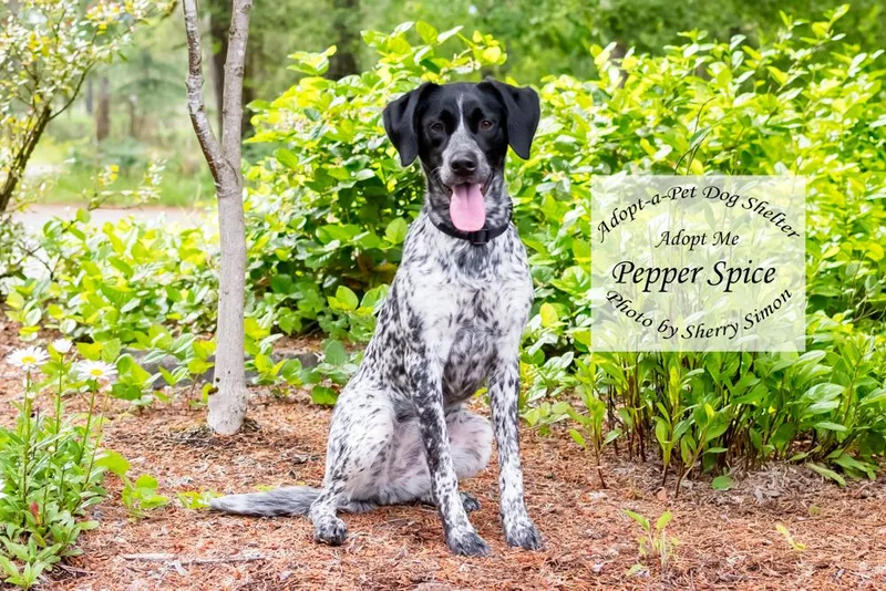 Pepper Spice