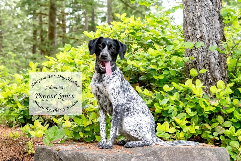 Pepper Spice thumbnail 3