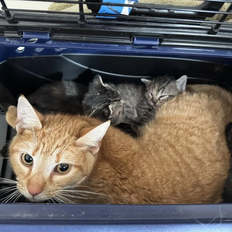 Marigold thumbnail 2