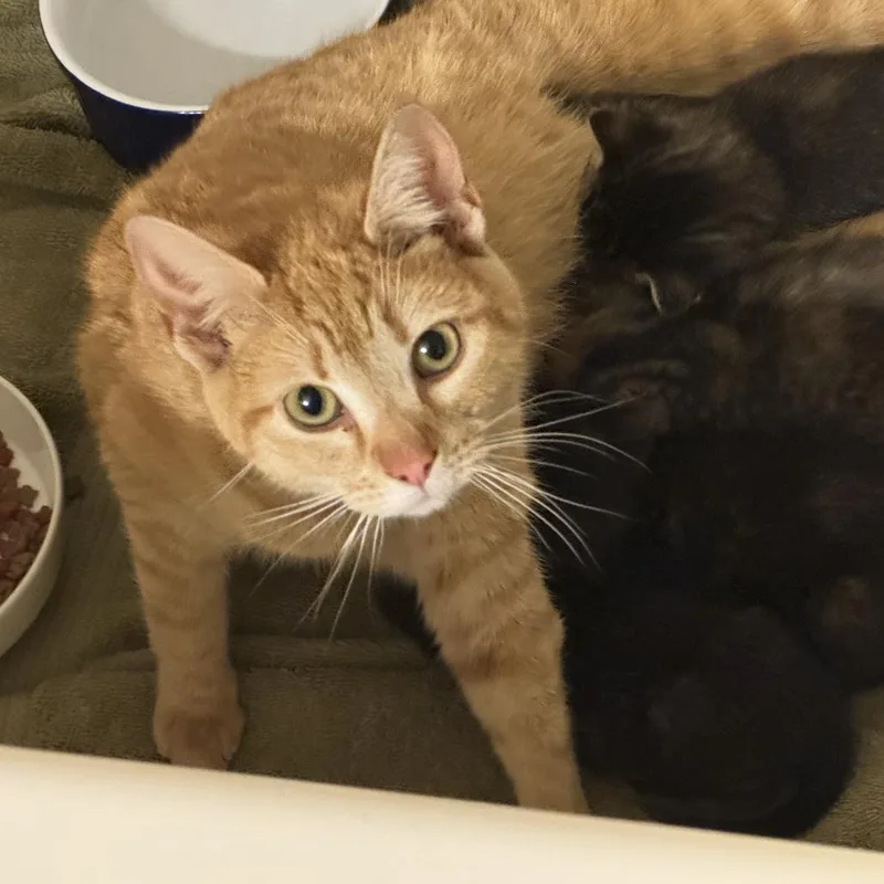 Marigold thumbnail 3