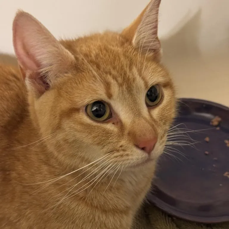 Marigold thumbnail 4