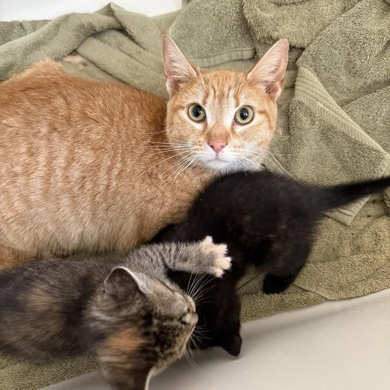 Marigold thumbnail 5