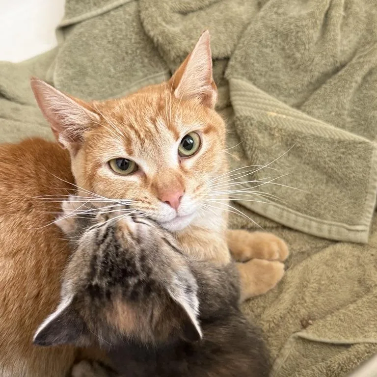 Marigold thumbnail 6