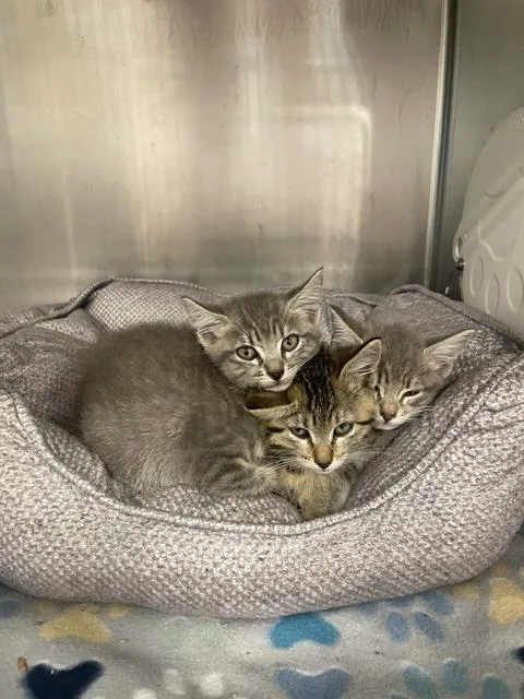 A baby small-sized male Domestic Short Hair cat named Junior for adoption in Houston, TX