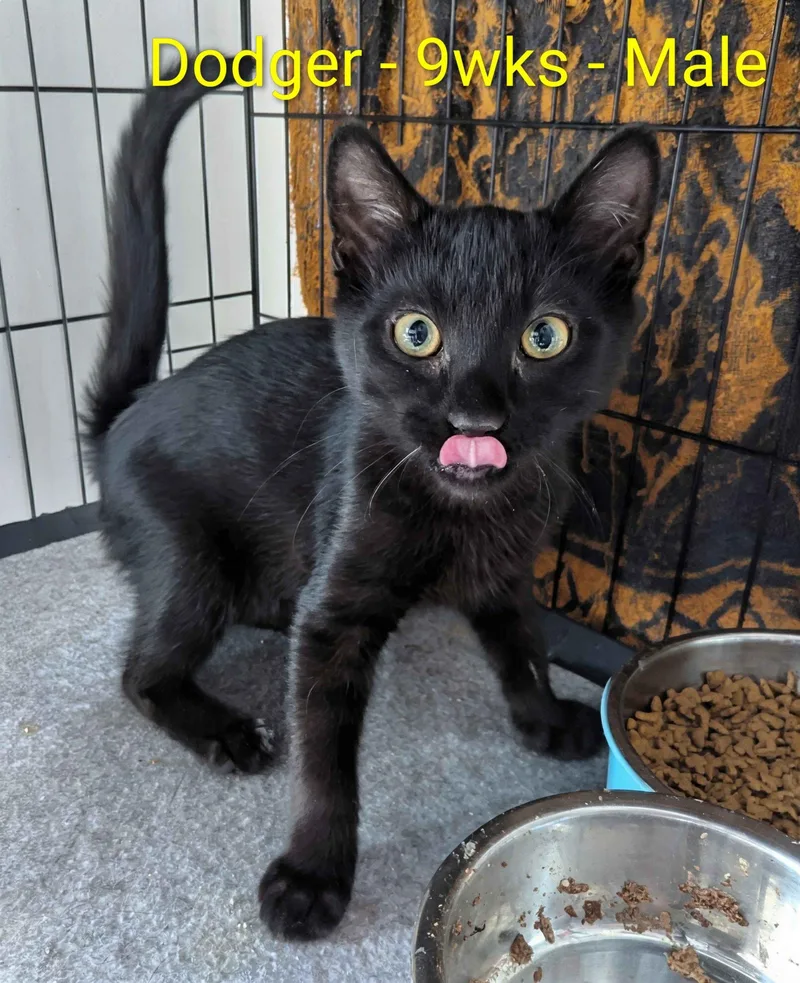 A baby small-sized male Black Domestic Short Hair cat named Dodger for adoption in Seven Valleys, PA