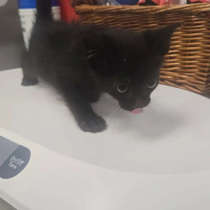 A baby small-sized male Black Domestic Short Hair cat named Simpson for adoption in Milton, FL