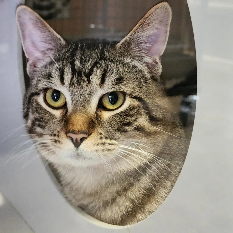 A young medium-sized male Gray / Blue / Silver Domestic Short Hair cat named Pretty Boy for adoption in Columbus, NC