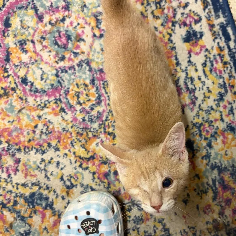 A baby small-sized male Buff / Tan / Fawn Domestic Short Hair cat named Velcro for adoption in Dearborn, MI