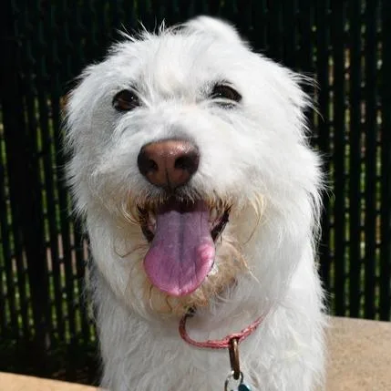 An adult small-sized male White / Cream West Highland White Terrier / Westie dog named Dunkin for adoption in Johnson City, TN