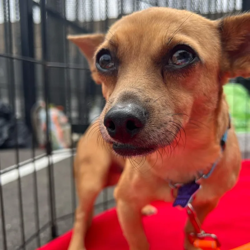 An adult small-sized male Yellow / Tan / Blond / Fawn Mixed Breed dog named Ramzi for adoption in San Francisco, CA