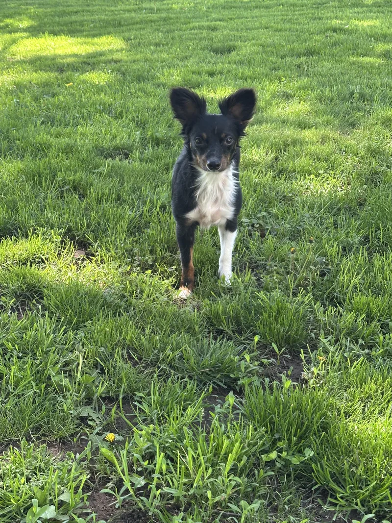 Jovi